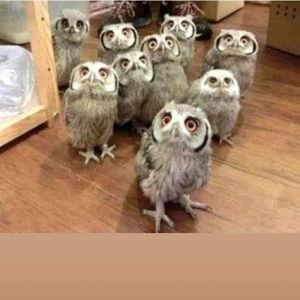 Meet your Posher, Nour